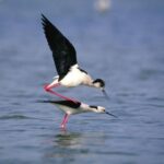 Birds watching of Fayoum Oasis: A Tour with an Egypt Female Tour Guide